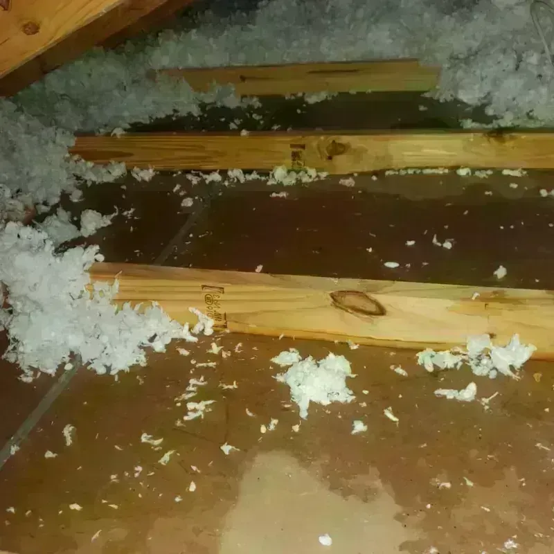 Attic Water Damage in Christmas, FL