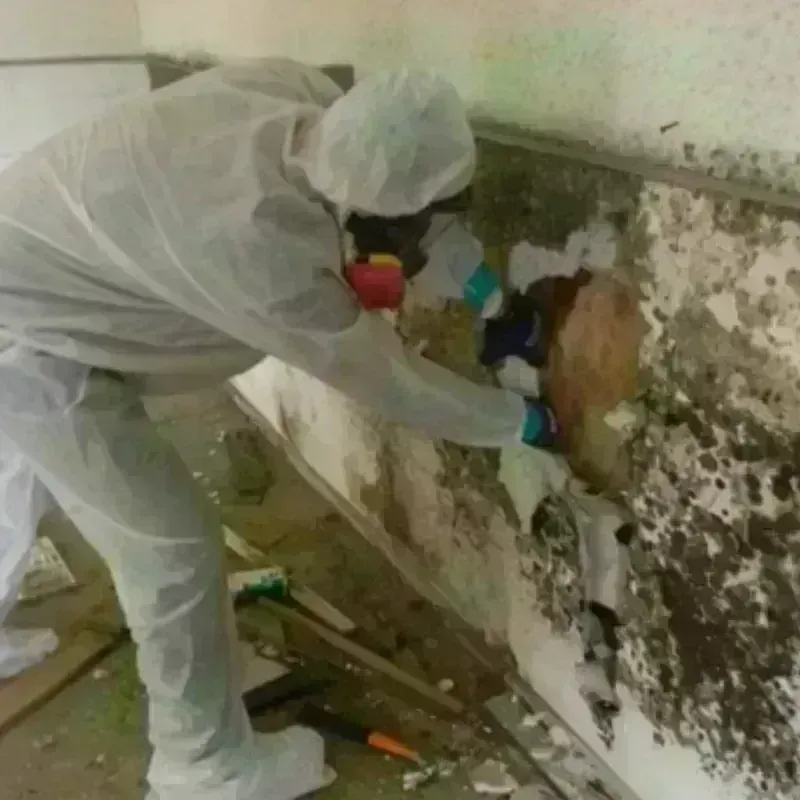 Mold Remediation and Removal in Christmas, FL